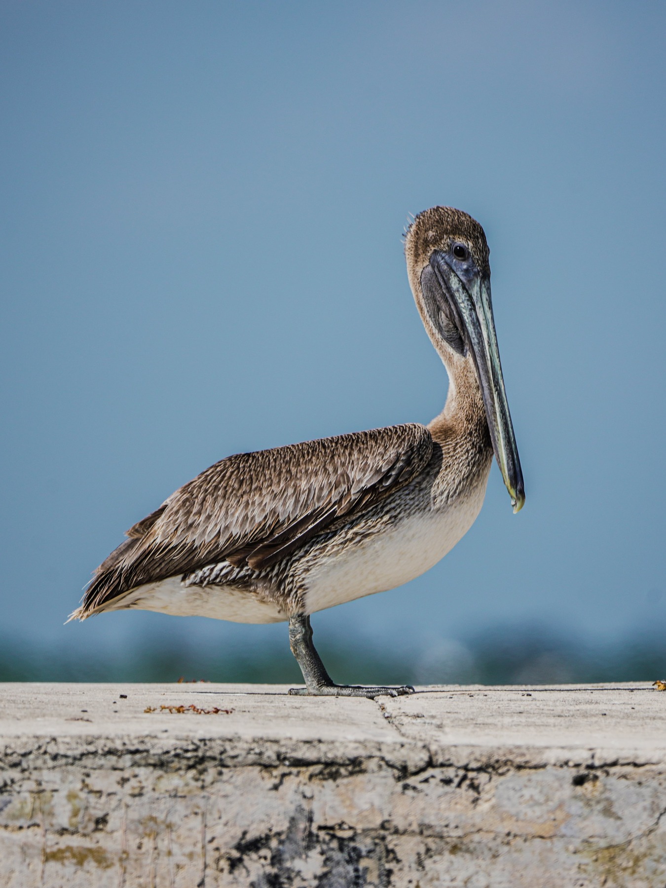 Dawn: The Quiet Hour Before the Bite