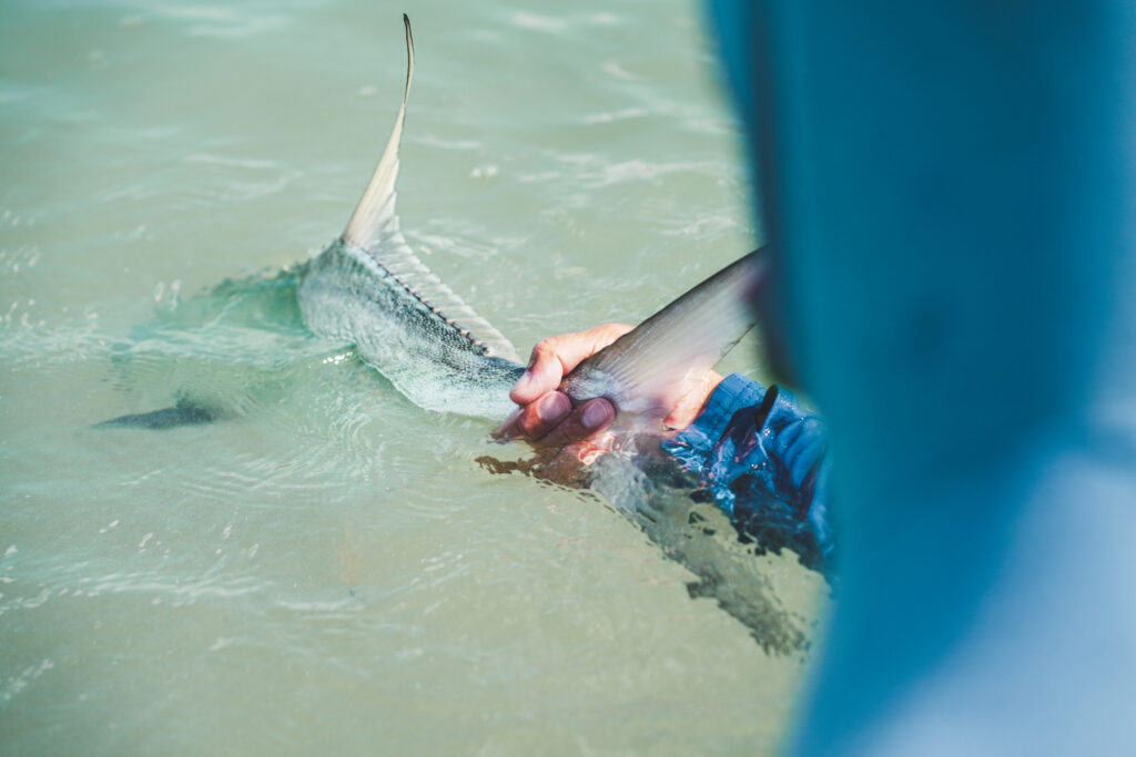 Xcalak Top Water Permit | Xcalak on the Fly | Premier Fly Fishing Lodge in Mexico